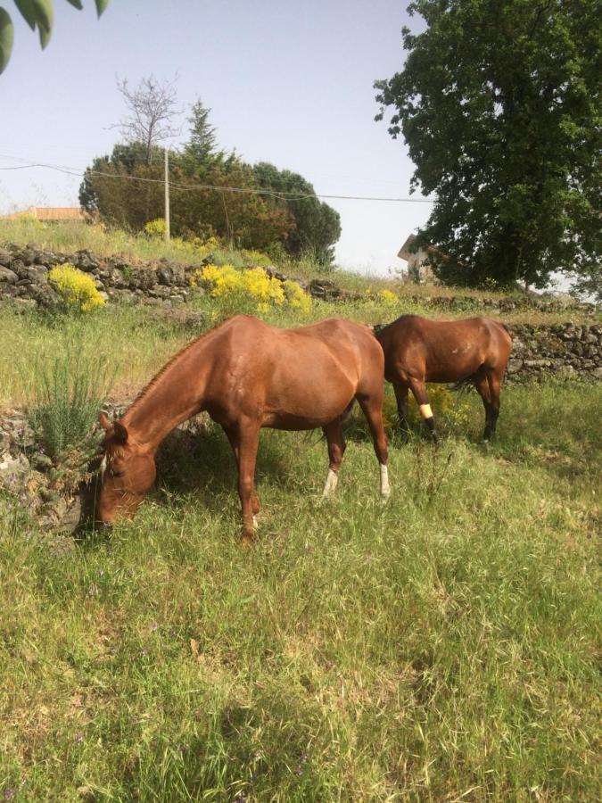 דירות Ragalna Horse House מראה חיצוני תמונה